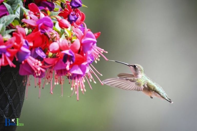 What Makes Fuchsia Flowers Attractive to Hummingbirds