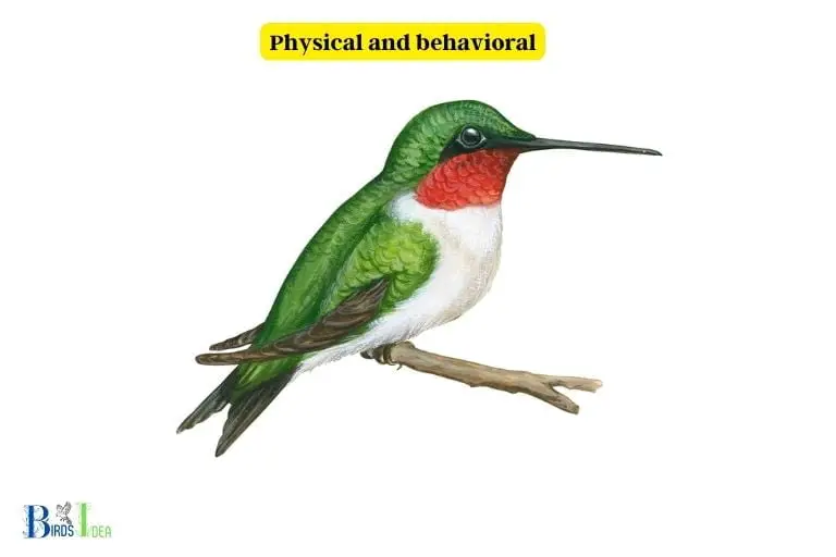 What Makes Hummingbirds Unique