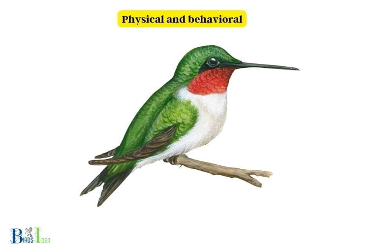 What Makes Hummingbirds Unique