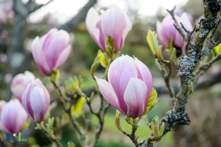 What Makes Magnolia Trees Good for Attracting Hummingbirds