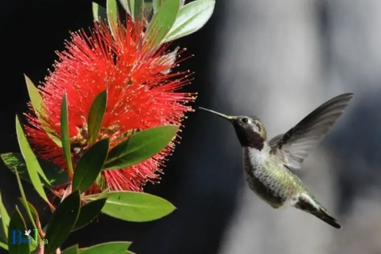 What Nectar Sources Do Bottlebrush Trees Provide