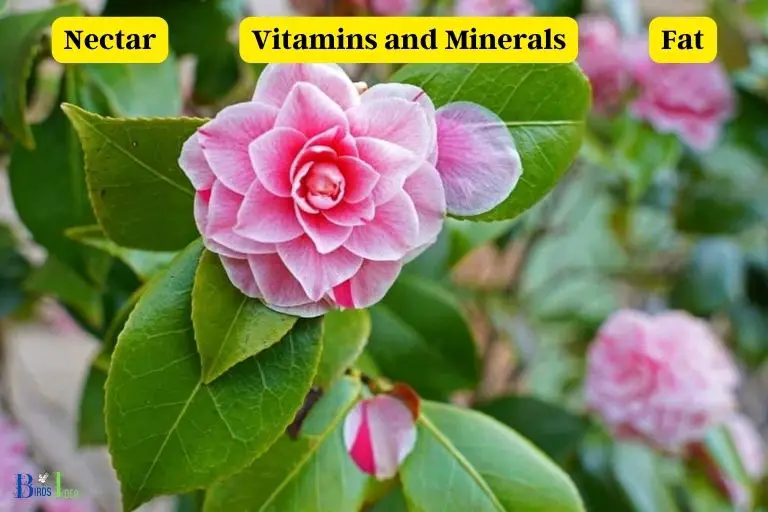 What Nutrients Do Camellias provide Hummingbirds