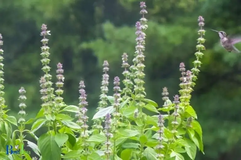 What Nutrients Do Hummingbirds Receive from Basil