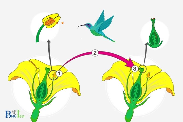 What Role Do Hummingbirds Play in Pollination