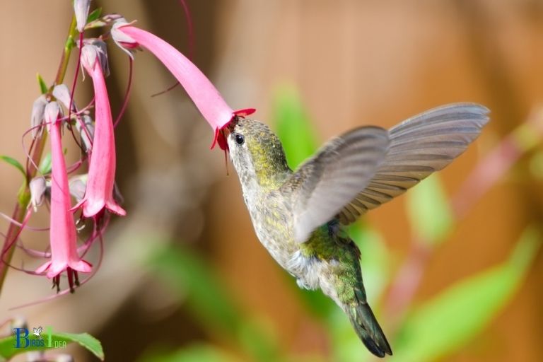 What Steps Should Be Taken to Ensure that Hummingbirds Have Access to the Food They Need