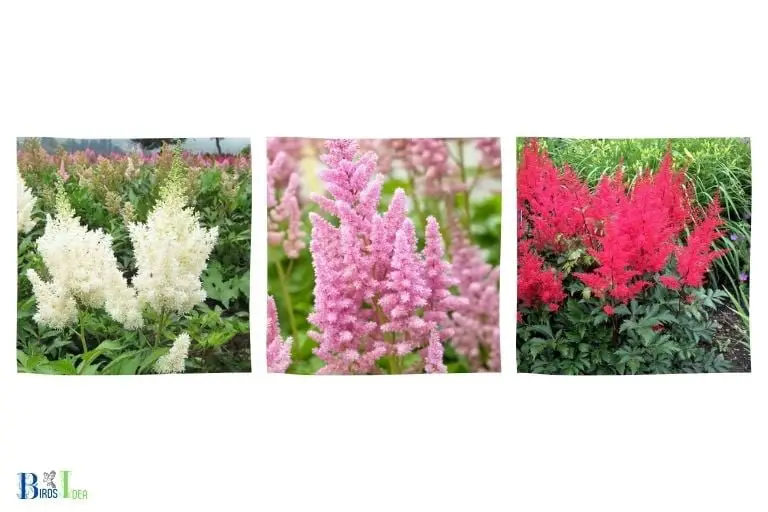 What Types of Astilbe Attract Hummingbirds