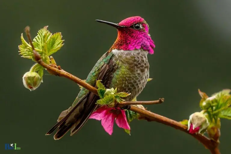 What is Normal Hummingbird Behavior