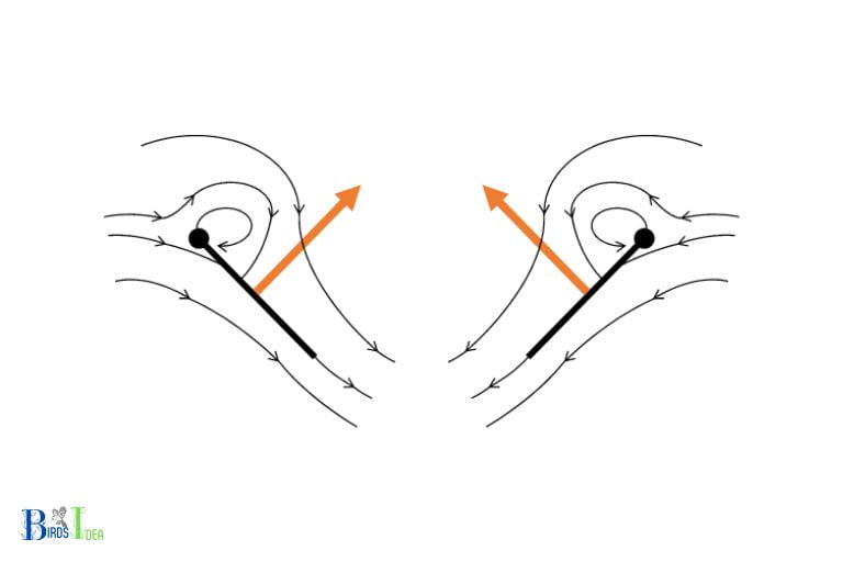 What is the Clap and Fling Mechanism