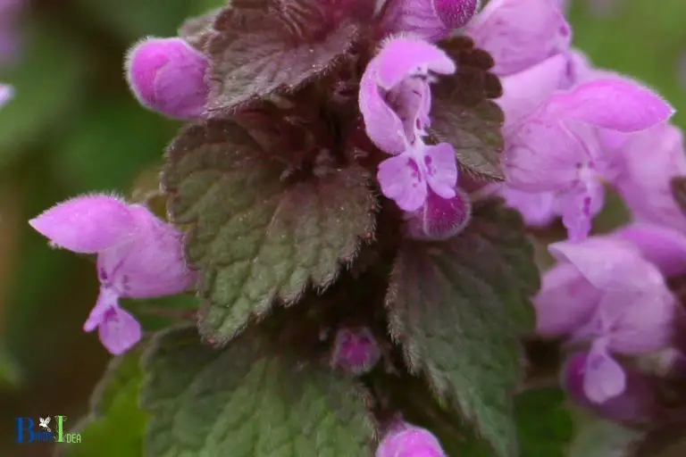 What is the Lamiaceae Family