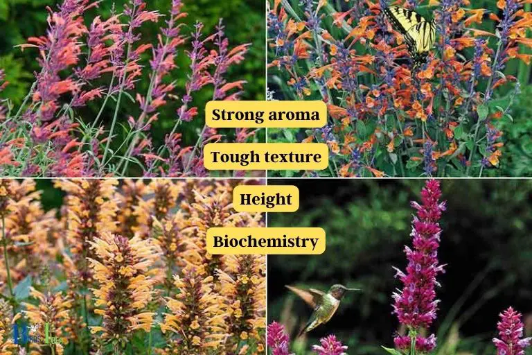 What makes Hummingbird Mint Deer Resistance