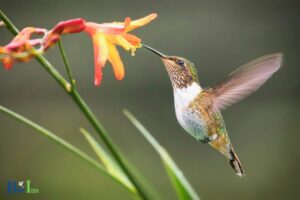 What’s the Word Hummingbird? Explanation!