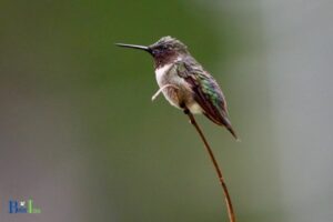 When Do Hummingbirds Come to Nebraska: In April!