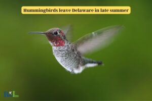 When Do Hummingbirds Leave Delaware?