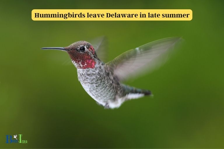 When Do Hummingbirds Leave Delaware