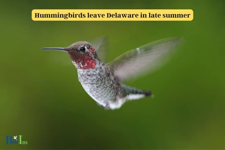 When Do Hummingbirds Leave Delaware