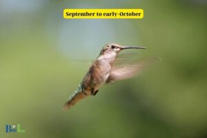 When Do Hummingbirds Leave Northern Wisconsin?