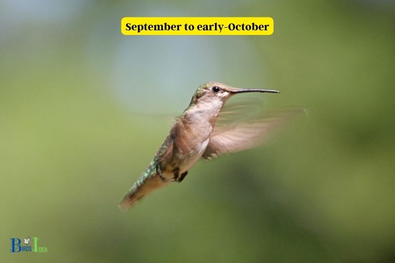 When Do Hummingbirds Leave Northern Wisconsin