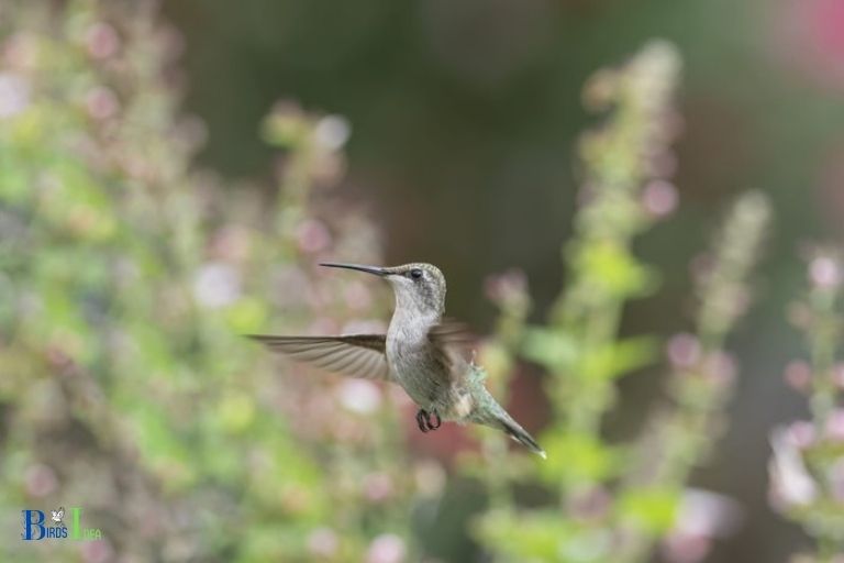 When Do Hummingbirds Migrate from Northern Wisconsin