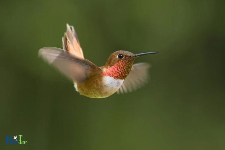 When Do Hummingbirds Return To Delaware