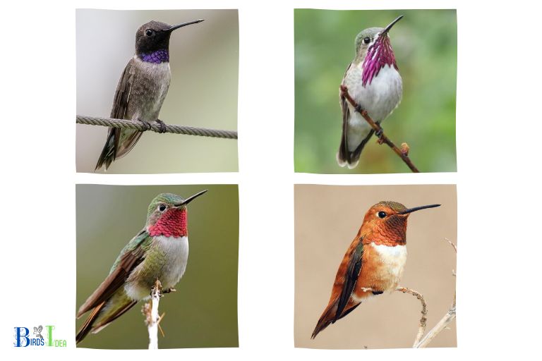 Where Are Hummingbirds Found in Oregon