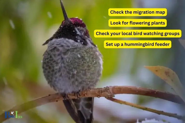 Where Should I Call for Hummingbirds