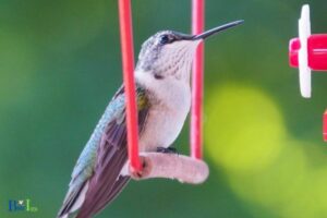 Where to Hang Hummingbird Swing: Shaded Area!