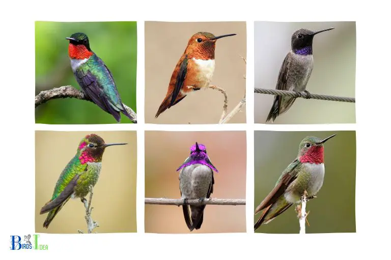 Who are the Hummingbird like Birds