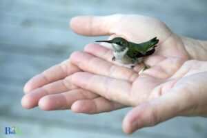 Why Can’t Hummingbirds Walk: 5 Reasons!
