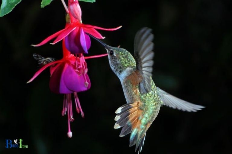 Why Do Hummingbirds Love Fuchsia