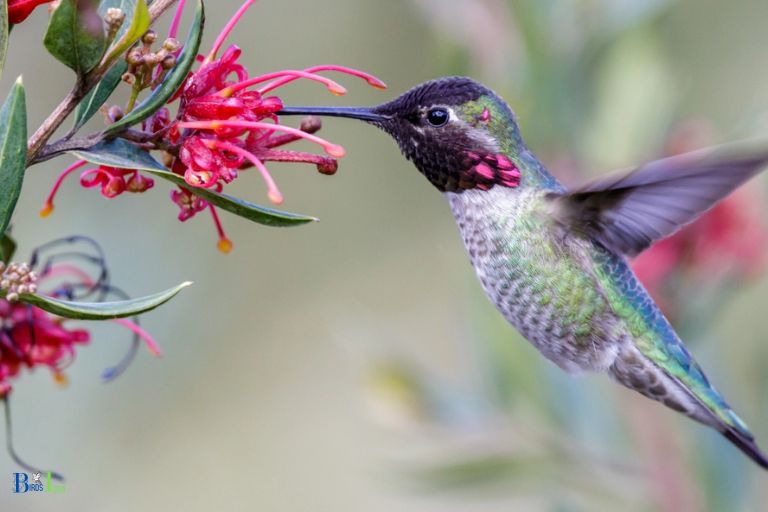 Why Do Hummingbirds Migrate
