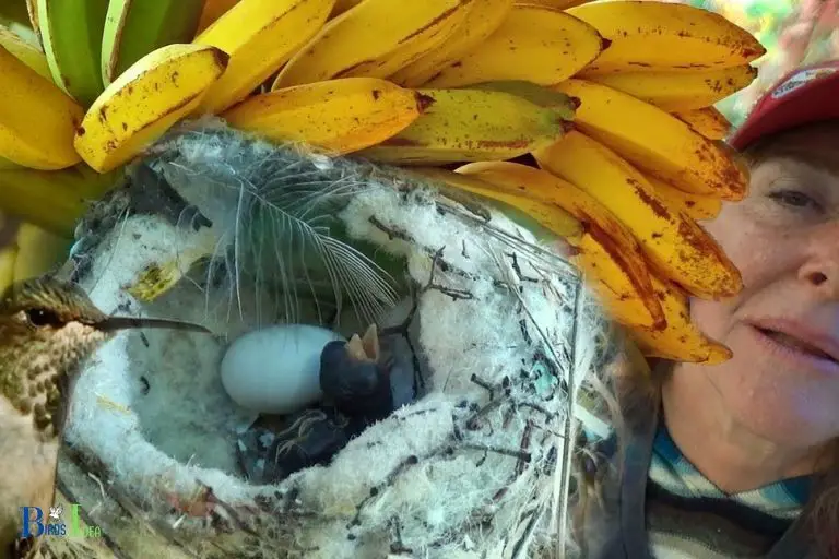 Why Do Hummingbirds Not Eat Bananas