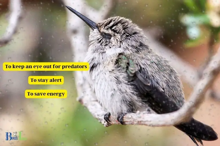 Why Do Hummingbirds Sleep With Their Eyes Open