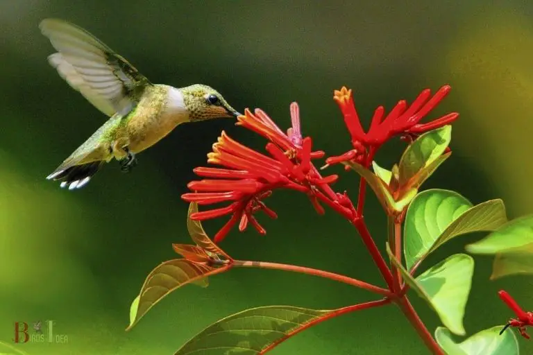 Why Firebush Attracts Hummingbirds