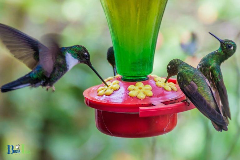 Why Hummingbird Nectar Evaporates