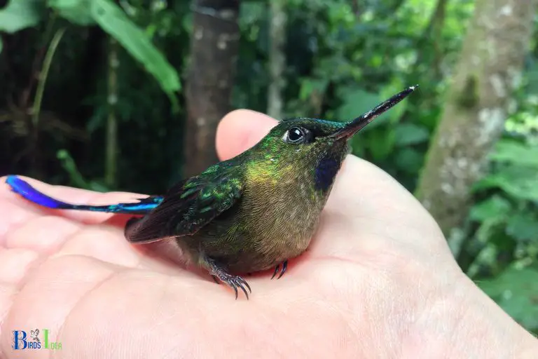 Why Hummingbirds Are Unable to Walk