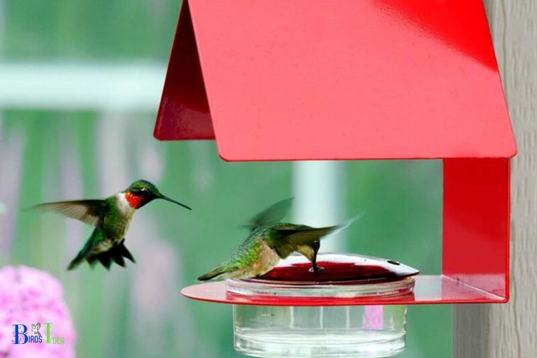 Why Hummingbirds Land