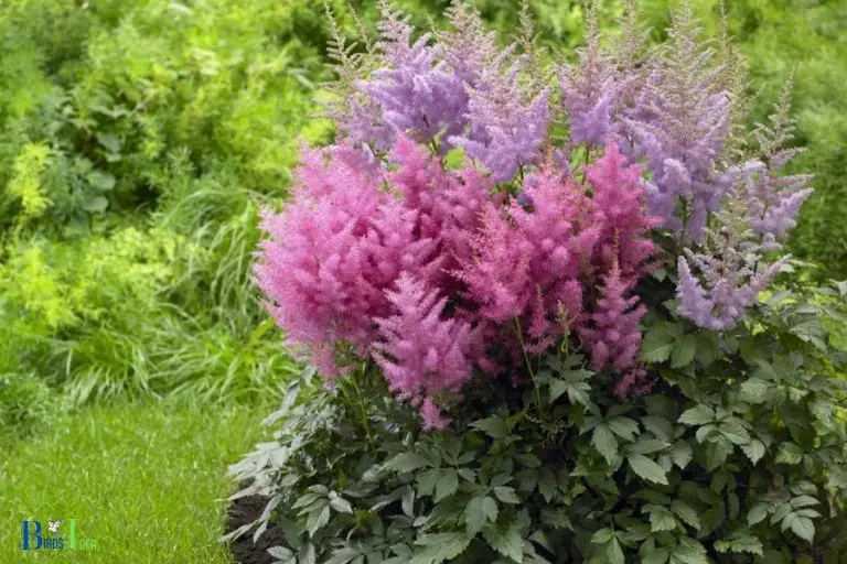 Why Hummingbirds Like Astilbe