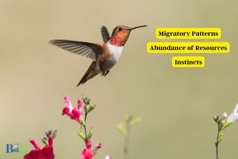 Why Juvenile Hummingbirds Remain In The Same Region