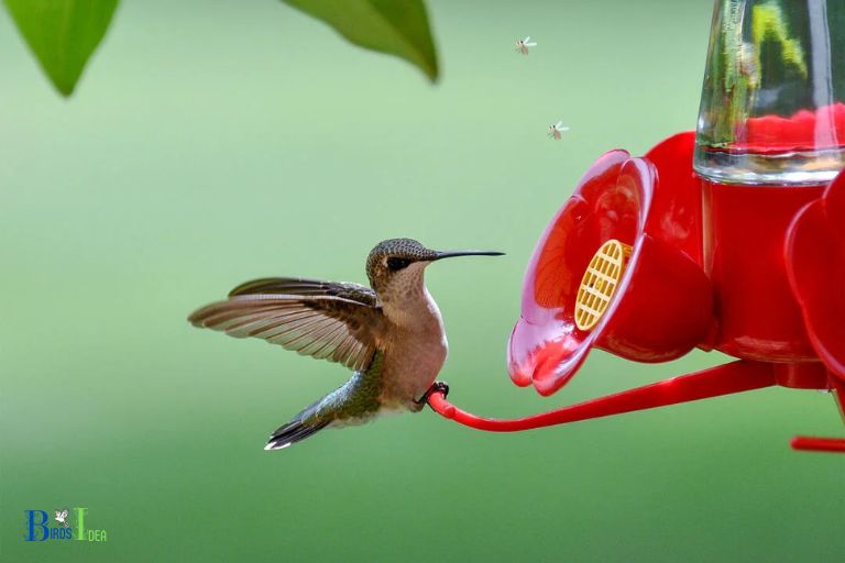 Why Mosquitoes Are Attracted To Hummingbird Feeders
