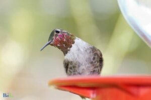 Why Would a Hummingbird Just Sit on the Feeder: Illness!