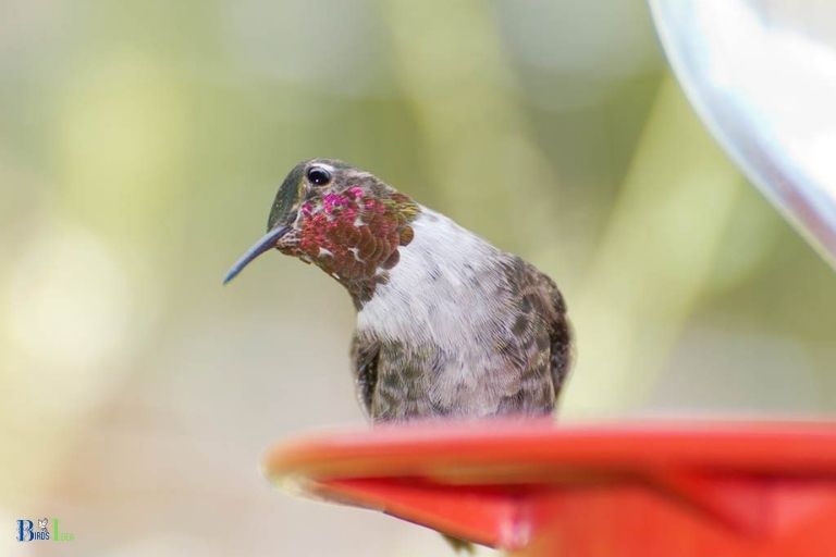 Why Would a Hummingbird Just Sit on the Feeder