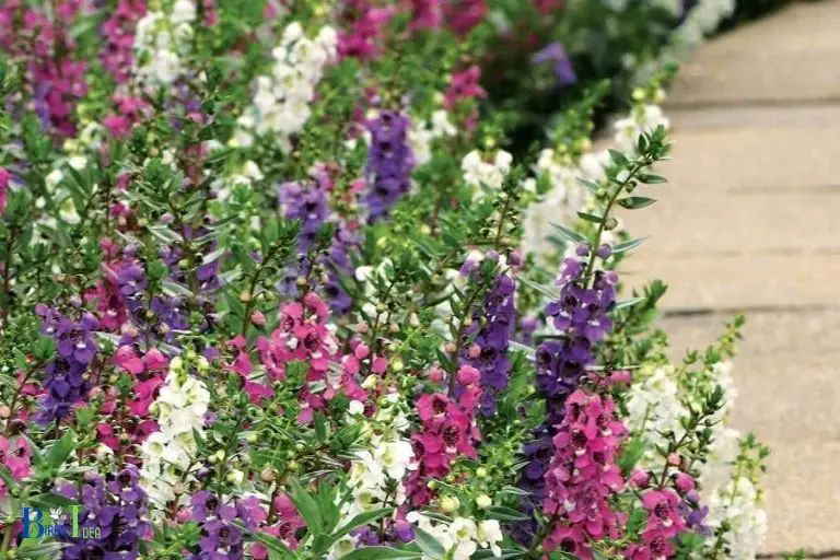 Why is Angelonia an Important Resource for Hummingbirds