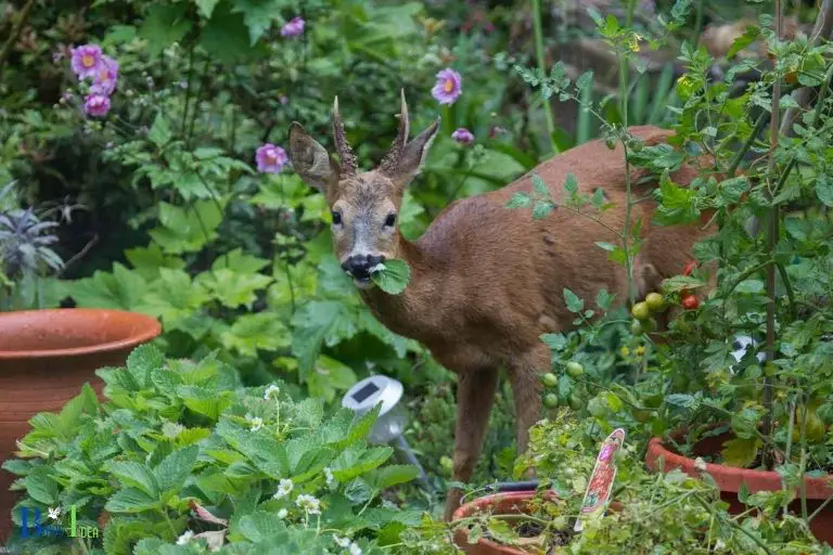 Why is Hummingbird Mints Foliage and Flowers Unappealing to Deer