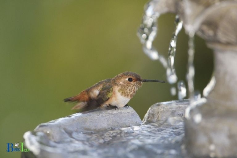 Will Hummingbirds Drink Plain Water