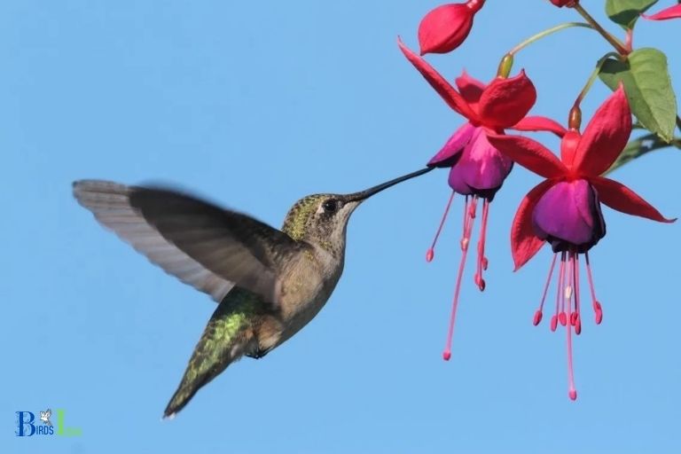 do hummingbirds like fuchsia