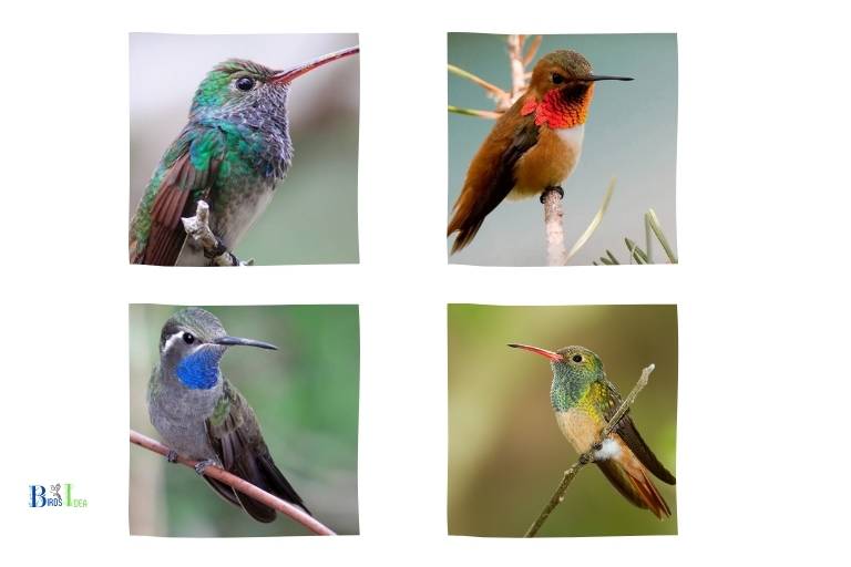 Different Types of Hummingbirds