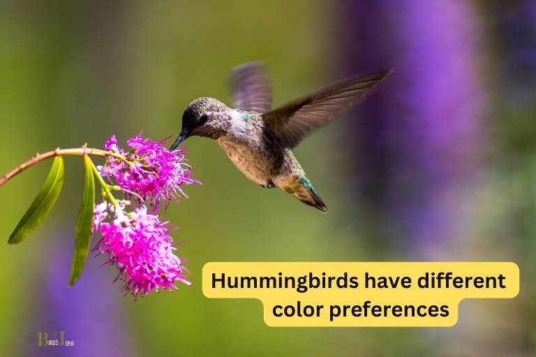 Do All Hummingbirds Have The Same Color Preferences