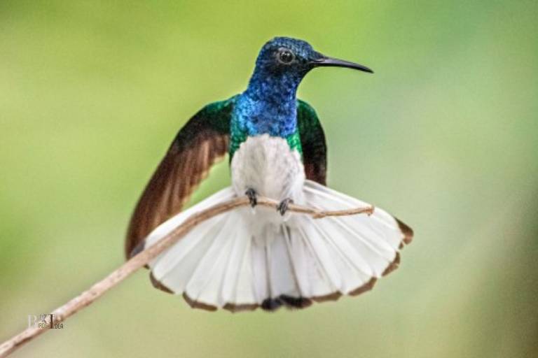 Do Hummingbirds Use Color Vision To Choose Mates