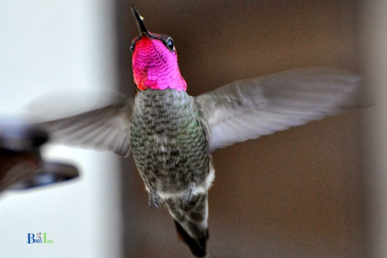How Are Hummingbirds Adapted To Life