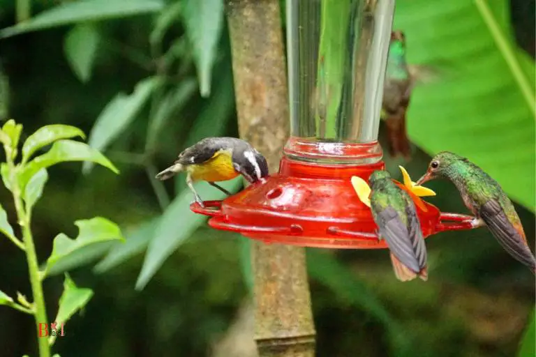 How Can You Attract Hummingbirds to Your Feeders